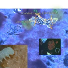 Understanding and Improving Insect Rearing Systems – We Rear Insects